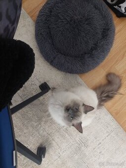 Ragdoll kocur