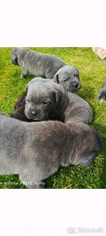 Cane Corso