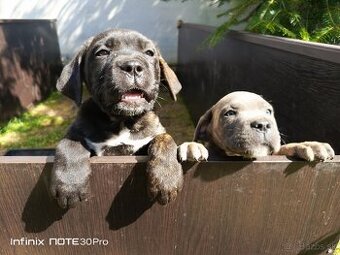 Cane Corso - FENKY