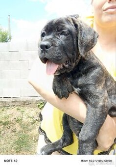 Cane Corso
