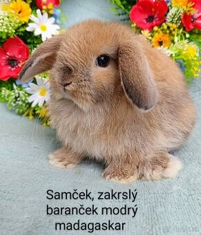 Zakrslé ( zdrobnené) králiky s VP rôzne mláďatká