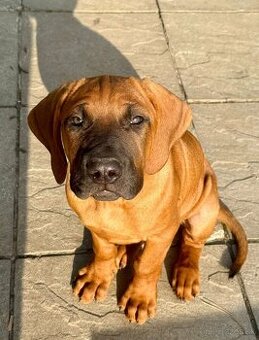 Tosa inu - krásný, mazlivý pejsek ihned k odběru