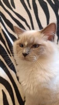 Kocúrik Ragdoll