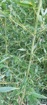 Mrazuvzdorný bambus