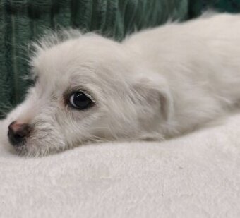 Darujem 8 mesačného Maltezaka