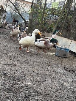 Kačka miešanec pižmovej a rouenska