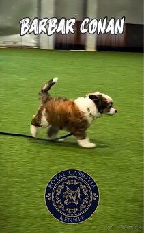 STENIATKA-Cinsky chocholaty pes