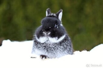 Zakrslý bielopesíkaty čierny