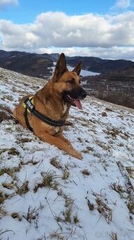 steniatka Belgicky ovciak x labrador