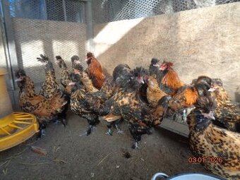 Násadové vajcia-Pavlovská zlatá