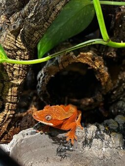 Pagekon riasnaty - red