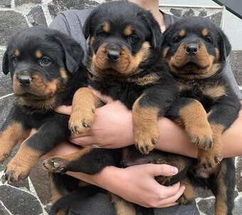 Rottweiler, Rotvajler, RTW