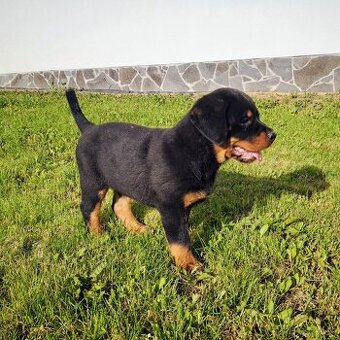 Rottweiler, Rotvajler, RTW - posledný psík