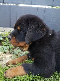 Rottweiler, Rotvajler, RTW - posledný psík