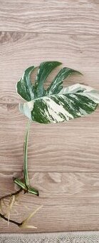 Albo variegata monstera