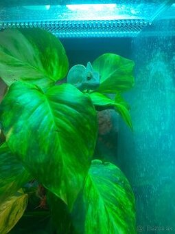 Chameleón jemensky