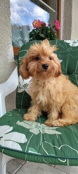 Cavapoo