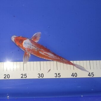 Koi kapor