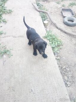 Cane corso