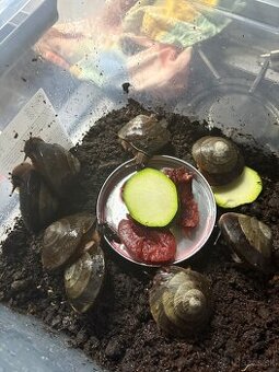 pleurodonte excelens skupina