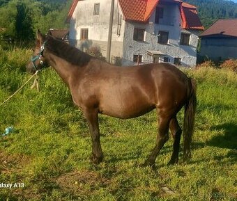 Všestrana kobyla