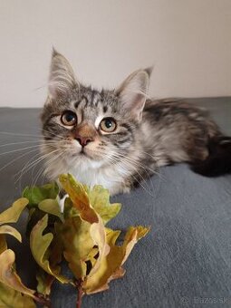 Maine coon