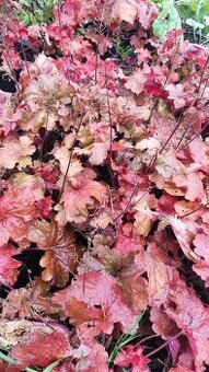 Heuchera – veľké, farebné trvalky v 2 L kvetináčoch