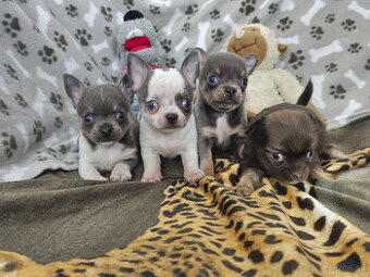 Čivavy na predaj -modrá, biela, čokoladová