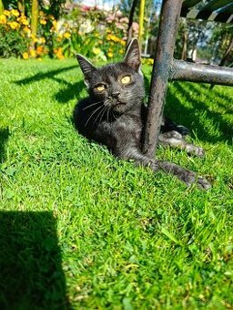 Darujem mačiatka mačičky