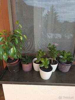 Predám tučnolist po 1.50€ a Fikus Benjamin 4€