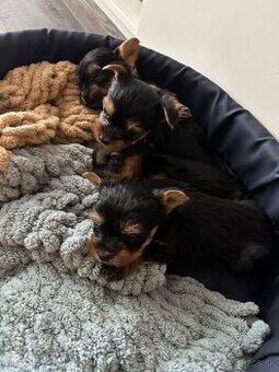 Yorkshirský teriér