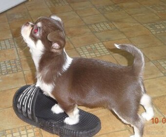 čivava krátkosrstá