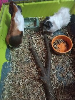 Predam 2 morske prasiatka aj s výbavou a klietkou