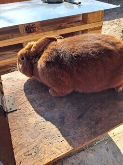 Novozélandský červený