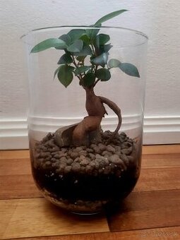 Predám otvorené rastlinné terárium