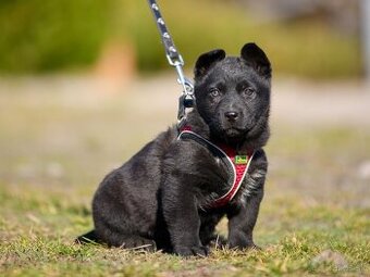 Darujem mini originálne šteniatka nájdené v krabici