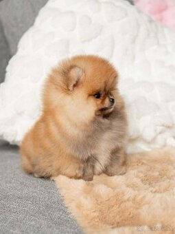 Pomeranian Mini