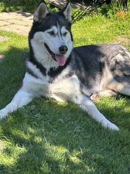 Darujem fenu Husky