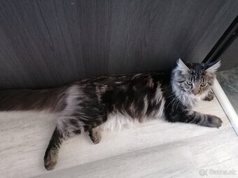Maine coon, mainska myvalia