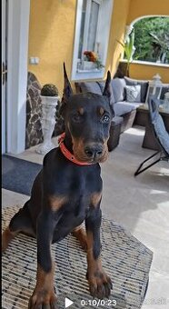DOBERMAN ŠTENIATKA S FCI P.P.