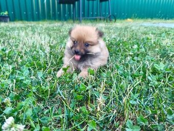 Pomeranian špic oranžovy šteňa k odberu ihneď. - 1