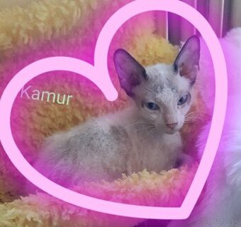 Don Sphynx Mačiatka