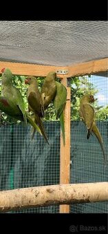 Predám cely chov a drevené voliéry