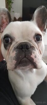 Francuzsky buldocek