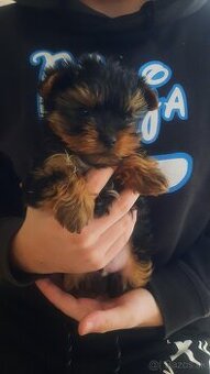 Yorkšírský teriér