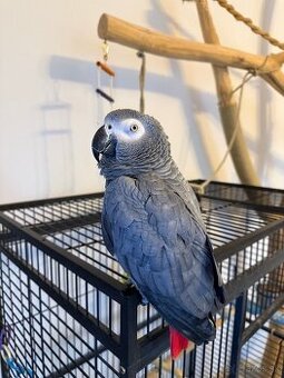 Zako Kongo samička 7rokov samček 6rokov