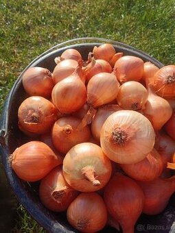 Domáca cibuľa akcia