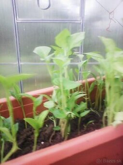 PLANTA PAPRIKA