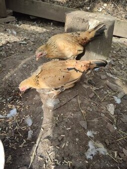 Predam Liliputky,hodvabnicky,Milferky a Ayam cenami