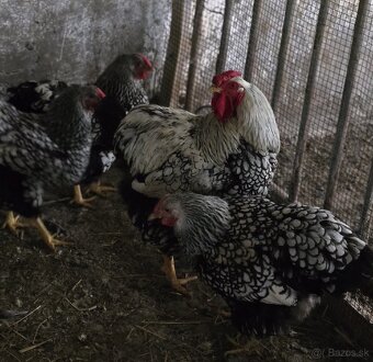 Wyandotka strieborno čierne lemovaná - veĺká forma